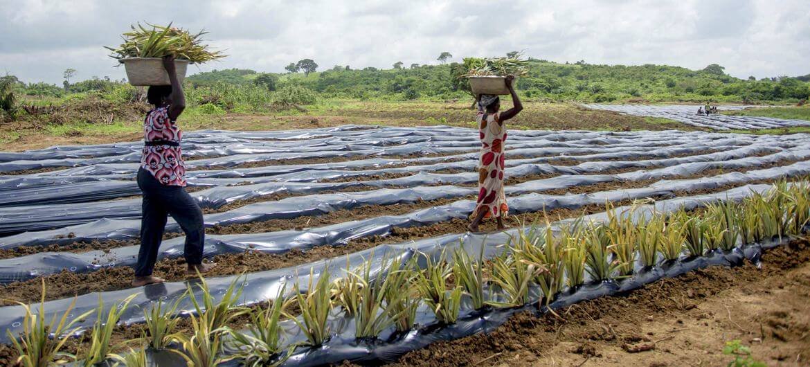 imagen noticia El uso masivo de plástico en la agricultura afecta nuestra salud, la del suelo y la producción de alimentos